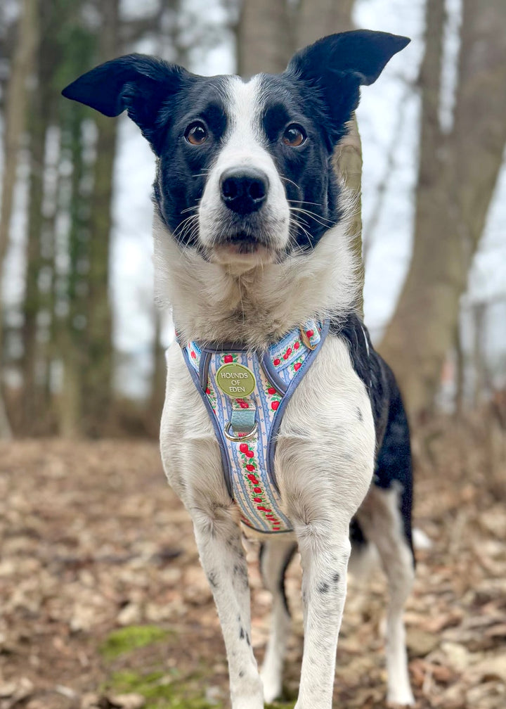 Eden's Orchard - Dog Collar + ID Tag Holder