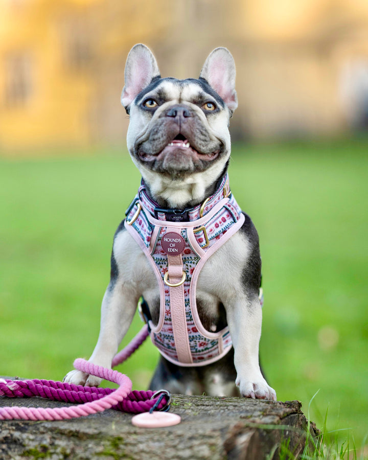 Bella's Jumper Supaw Strong Lite™ Dog Harness (XS-XL)