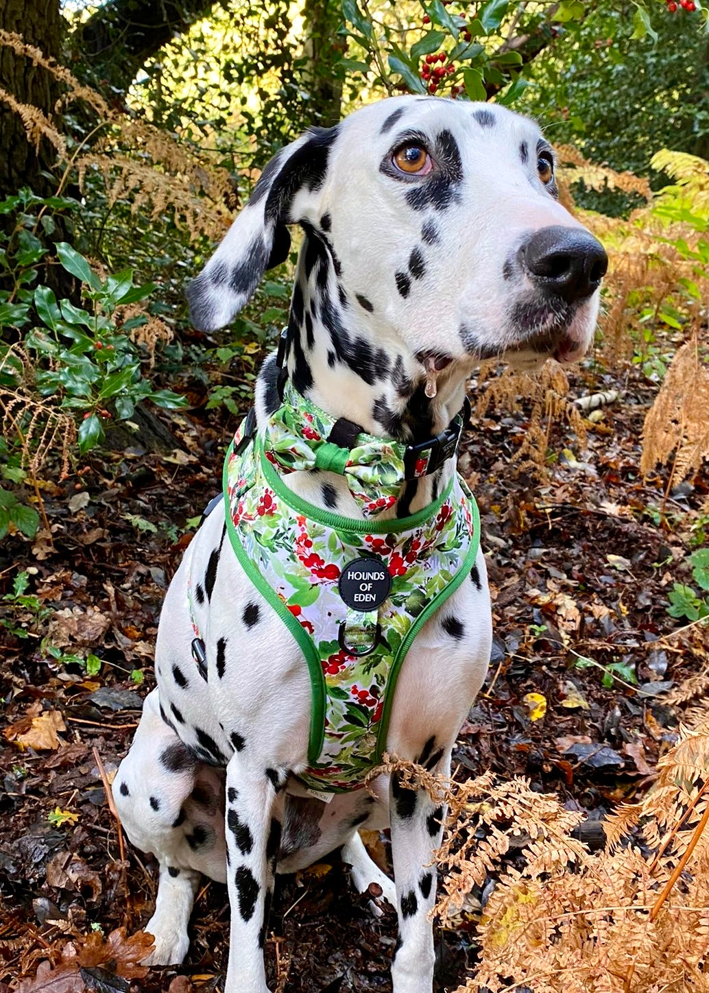 Pajarita para perro con diseño de abeto y bayas de invierno