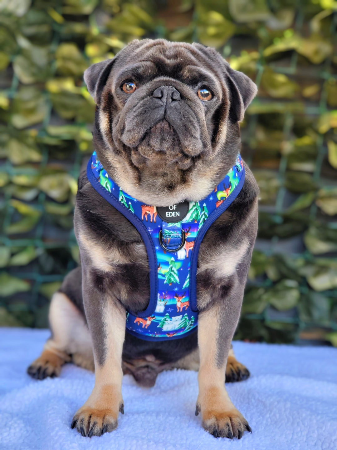 Luces polares - Arnés para perros con diseño de oso polar azul marino 