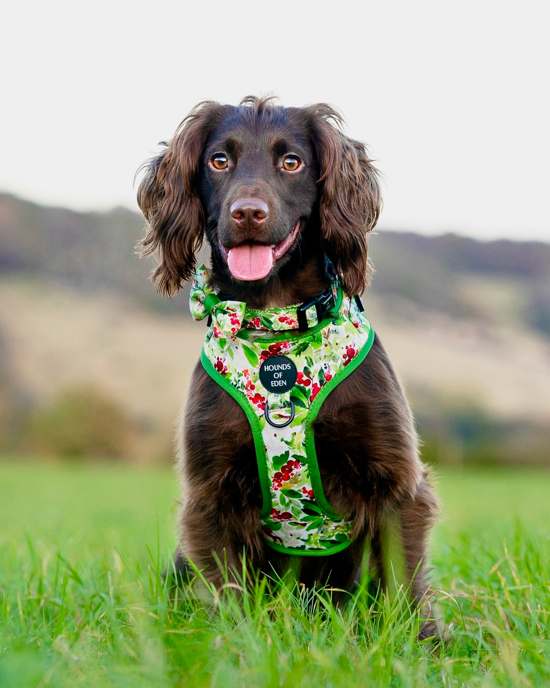 Pajarita para perro con diseño de abeto y bayas de invierno