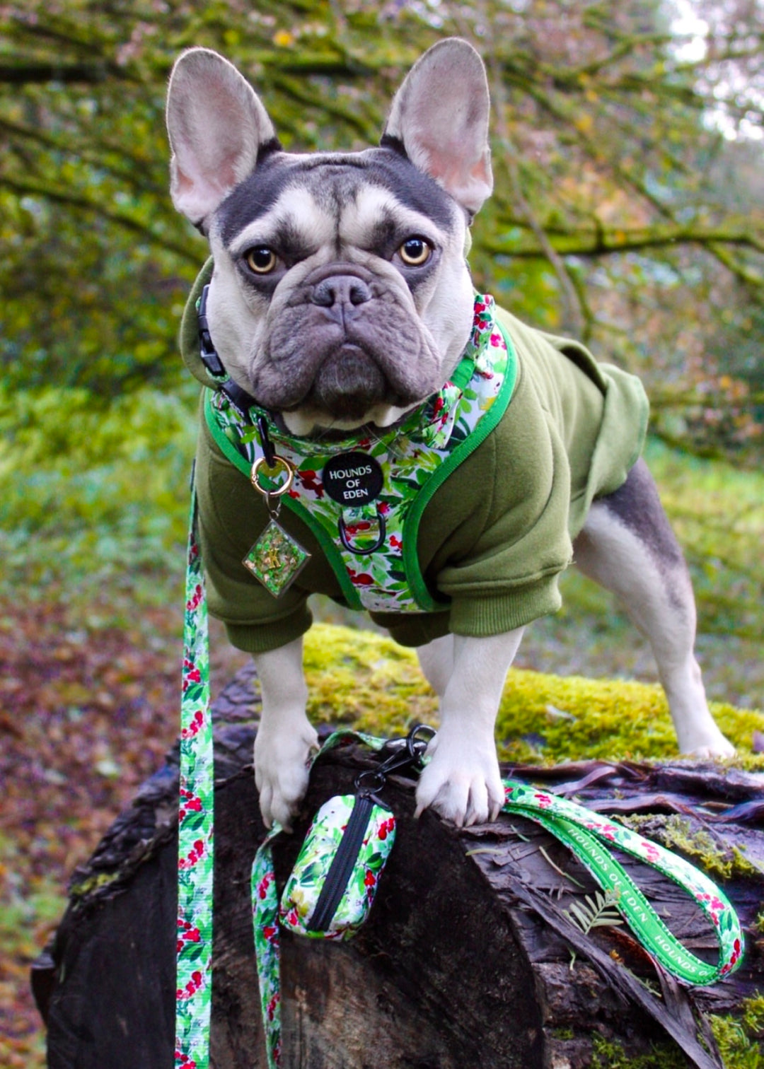 Collar para perro con diseño de abeto y bayas de invierno