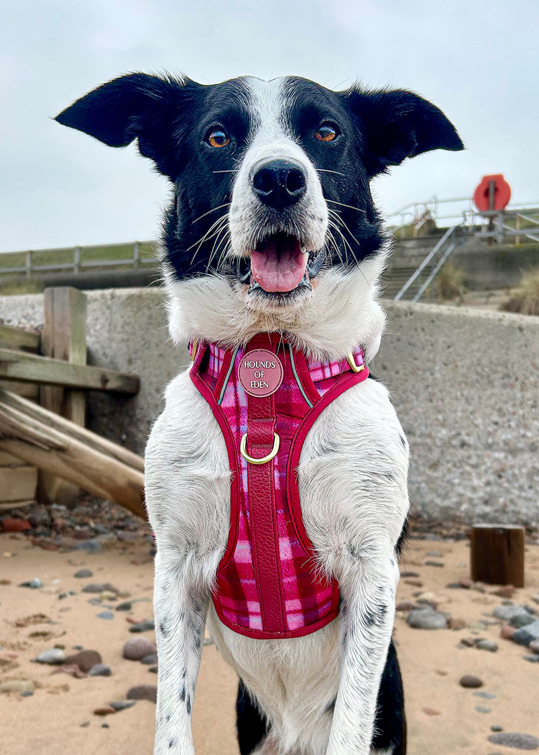 Rose Berry Plaid - Supaw Strong™ Lite Dog Harness (XS-XL)