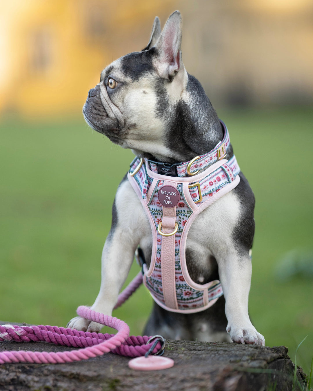 Bella's Jumper Supaw Strong Lite™ Dog Harness (XS-XL)