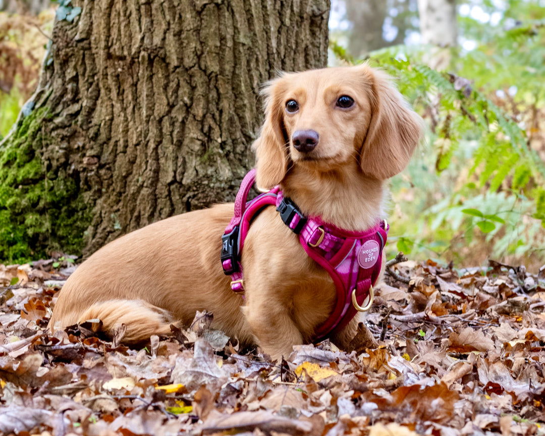 Rose Berry Plaid - Supaw Strong™ Lite Dog Harness (XS-XL)