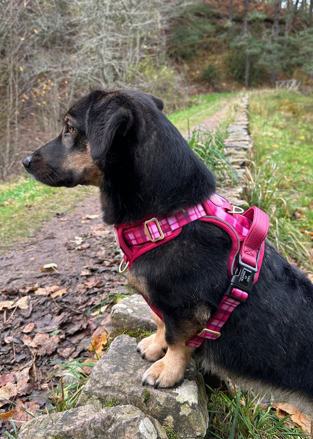 Rose Berry Plaid - Supaw Strong™ Lite Dog Harness (XS-XL)