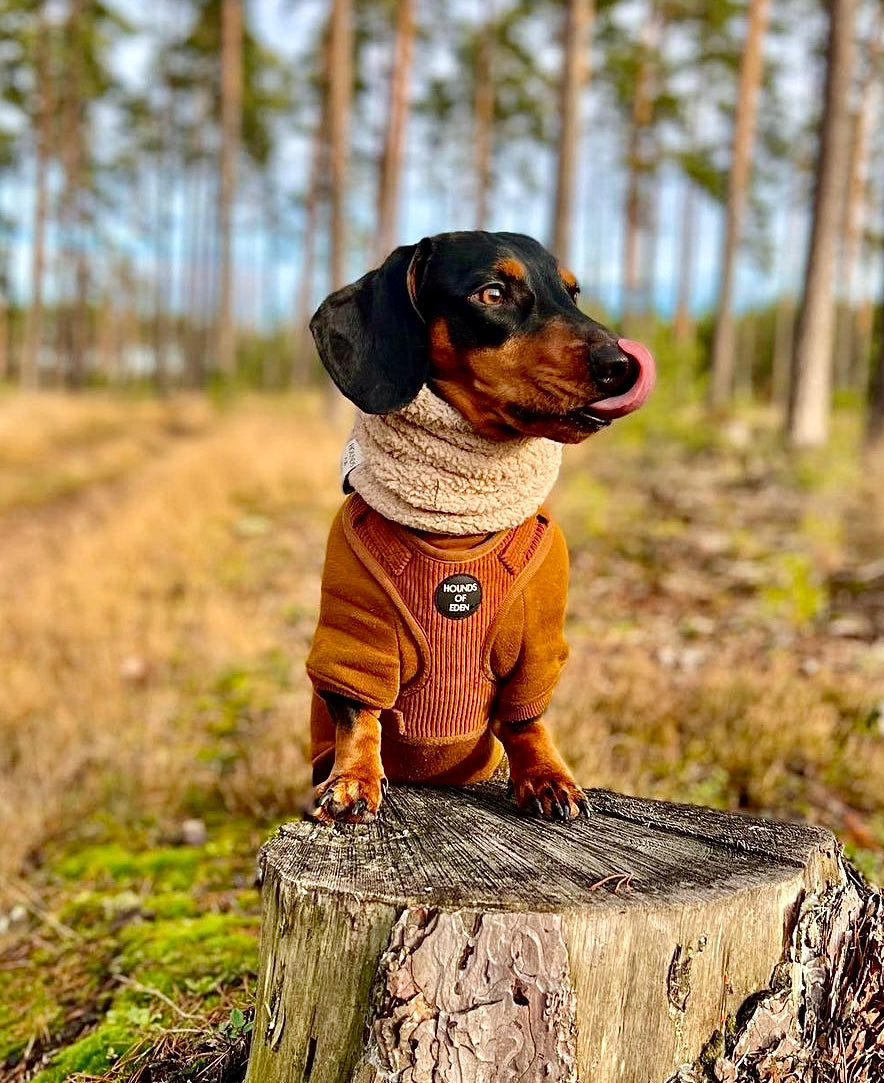 Dog Hoodie Brown