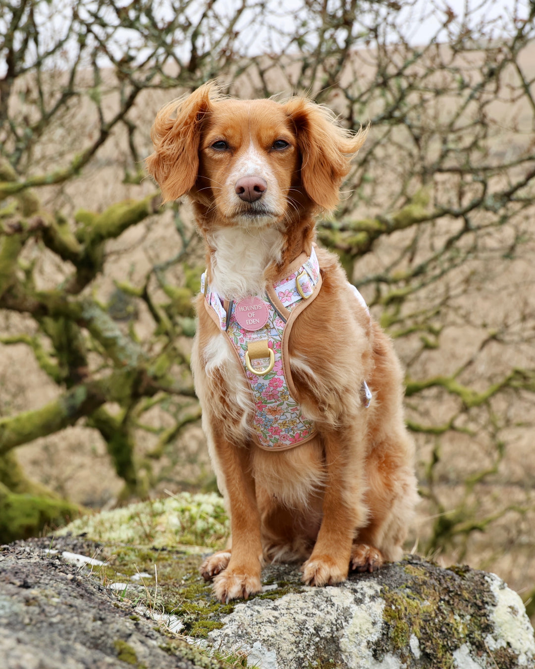 Pastel Petals - Supaw Strong™ Dog Harness (XS-XL)