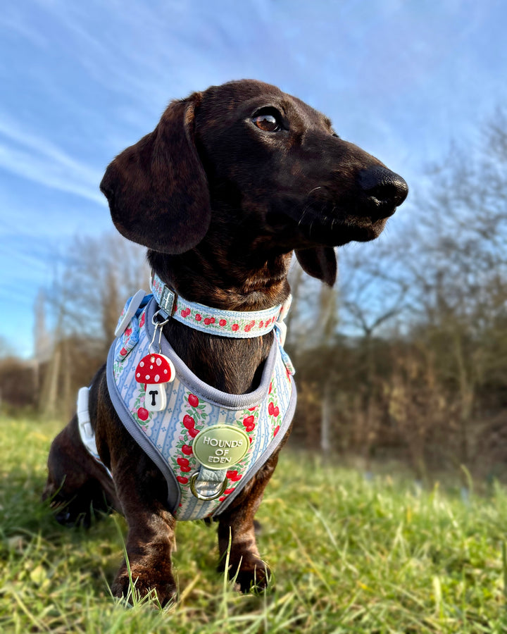 Eden's Orchard - Adjustable Dog Harness (XXS-XS)