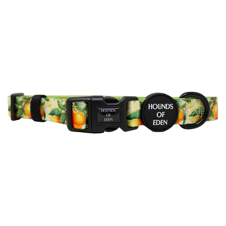 Simply the Zest - Oranges Dog Collar