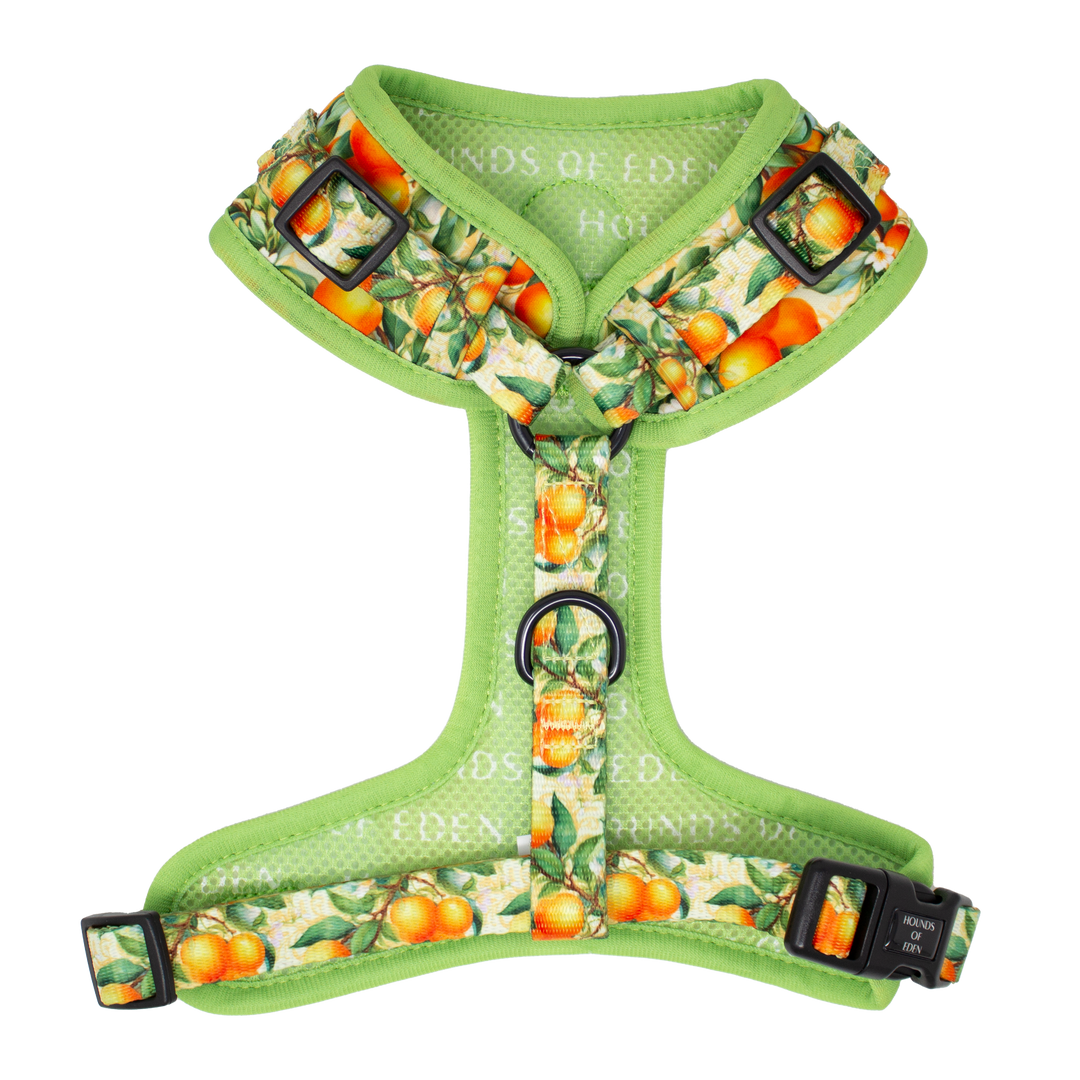 Simply the Zest - Oranges Dog Harness