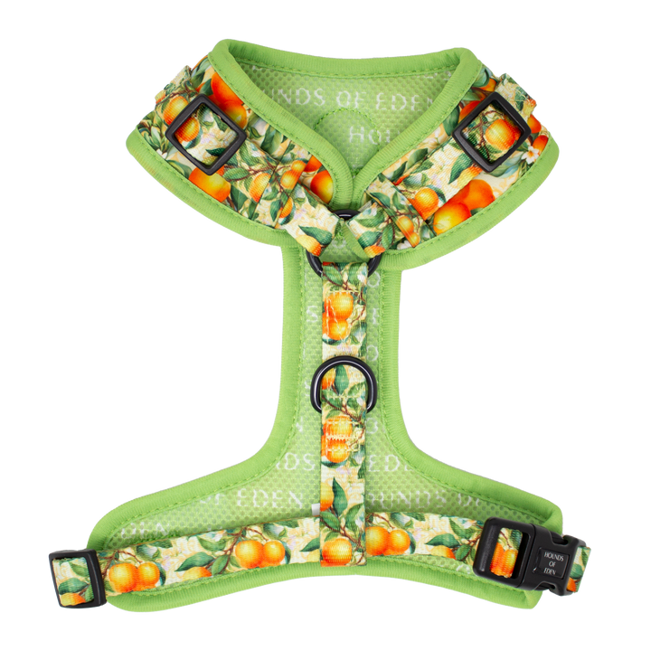 Simply the Zest - Collar para perros naranjas