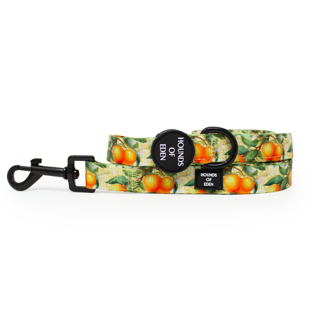 Simply the Zest - Oranges Dog Collar