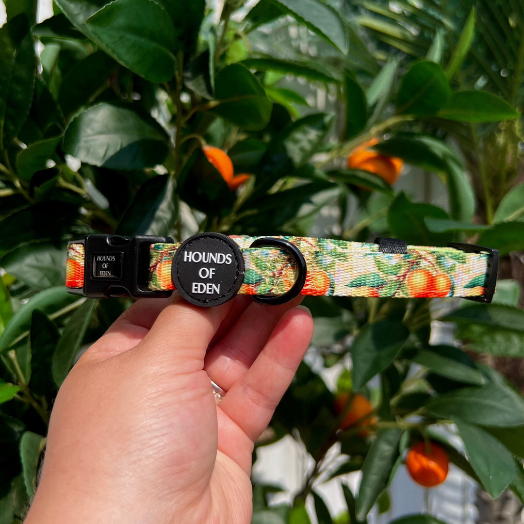 Simply the Zest - Collar para perros naranjas