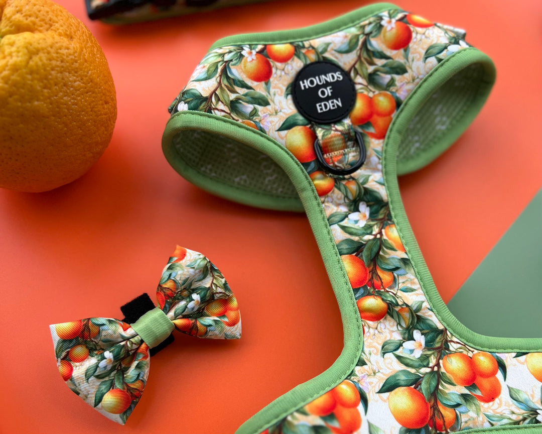 Simply the Zest - Oranges Dog Bow Tie