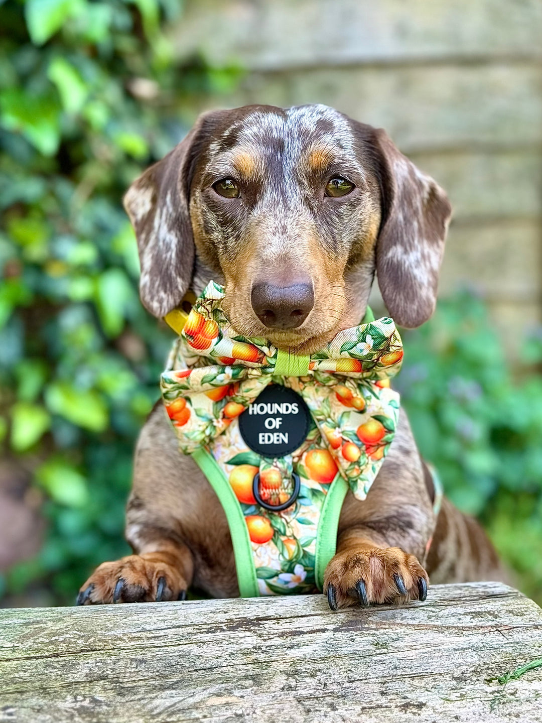 Simply the Zest - Oranges Dog Harness