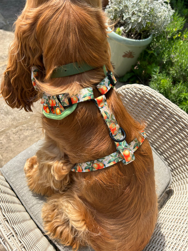 Simply the Zest - Oranges Dog Harness