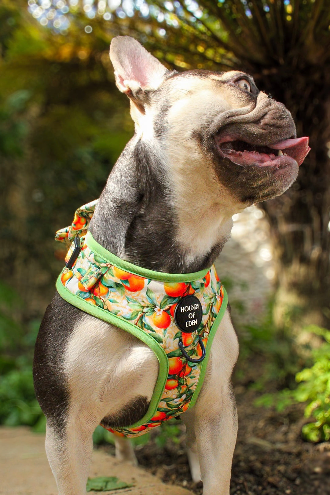 Simply the Zest - Oranges Dog Harness