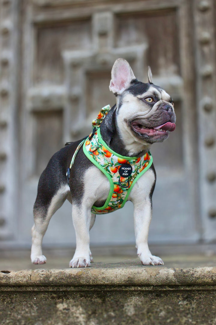 Simply the Zest - Collar para perros naranjas