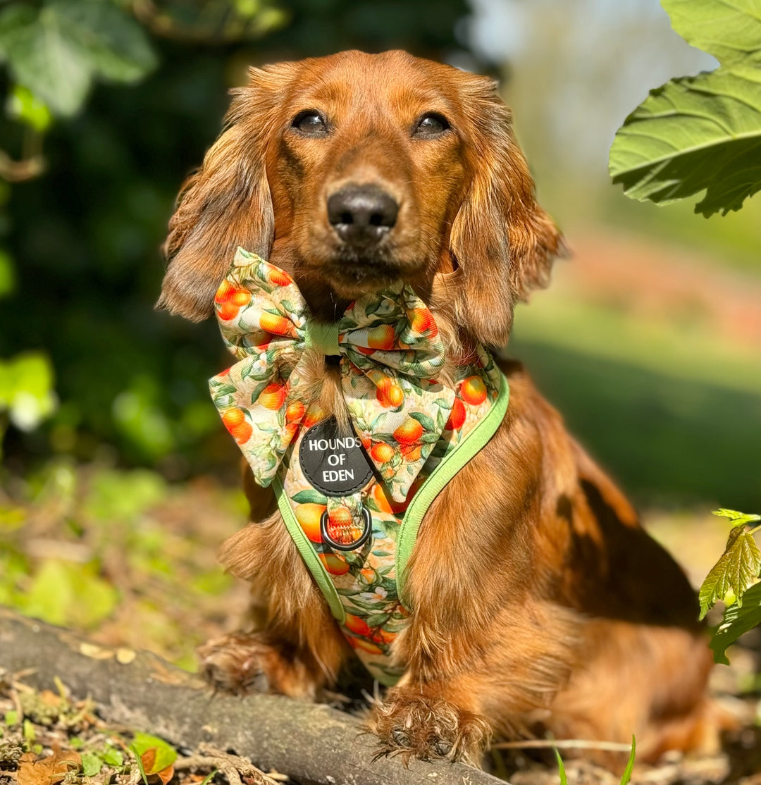 Simply the Zest - Collar para perros naranjas