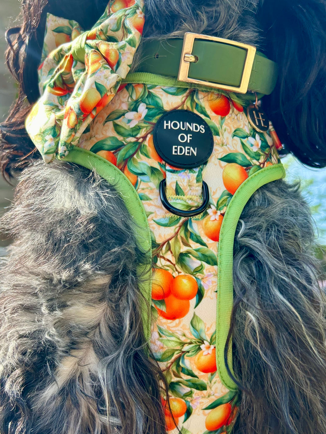 Simply the Zest - Oranges Dog Harness