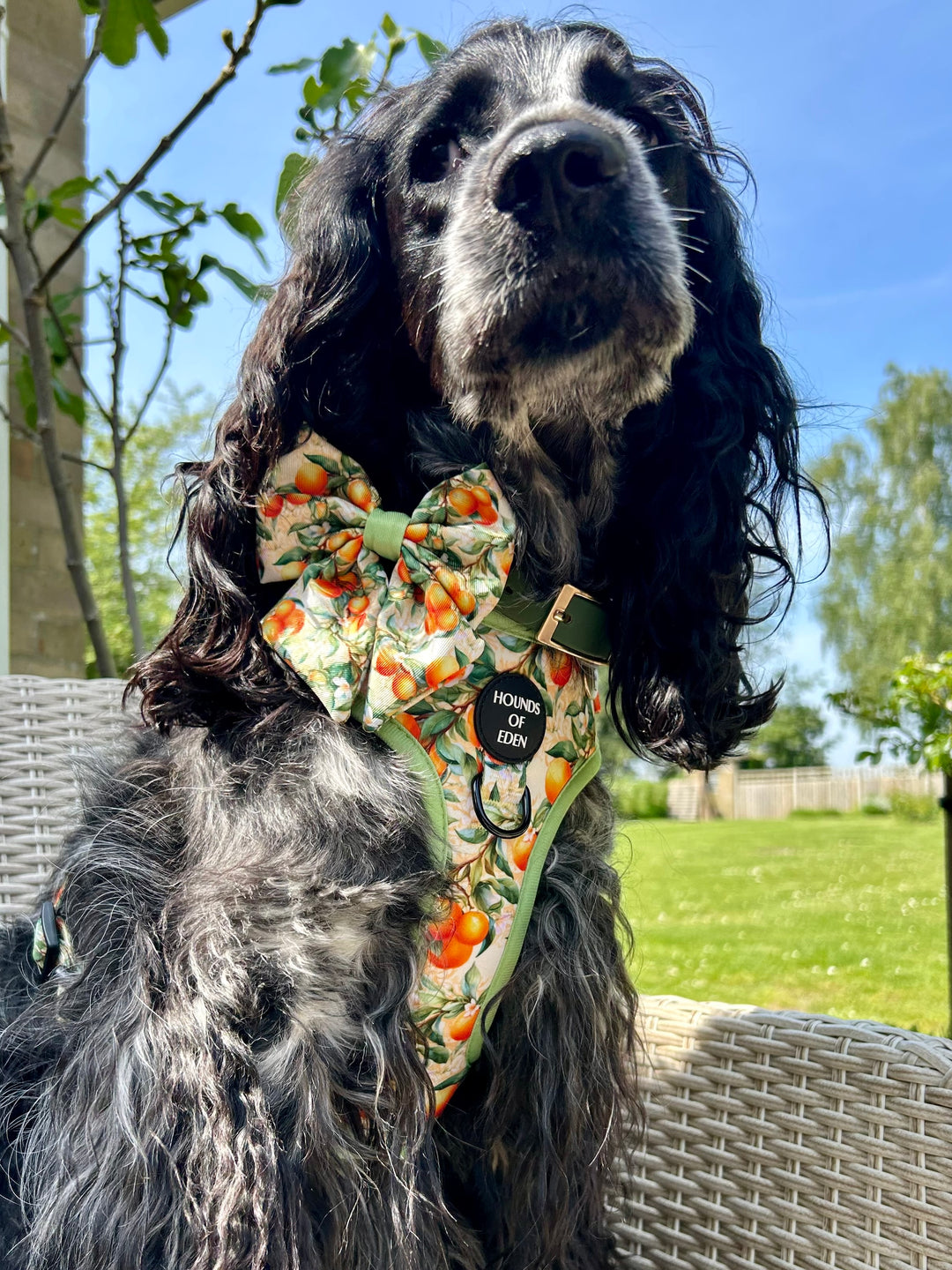 Simply the Zest - Oranges Dog Harness