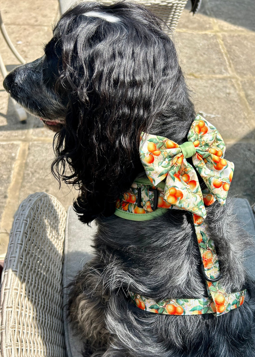 Simply the Zest - Oranges Dog Harness