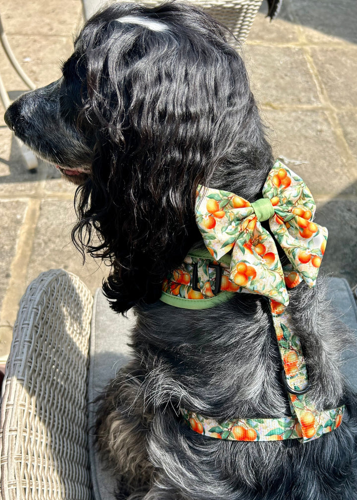 Simply the Zest - Oranges Dog Sailor Bow Tie