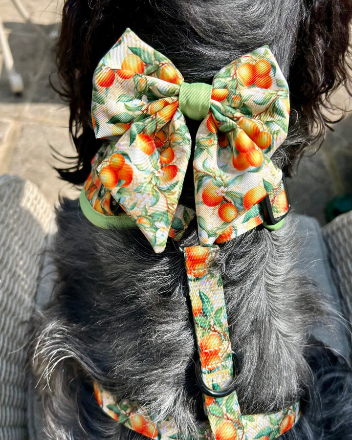 Simply the Zest - Oranges Dog Sailor Bow Tie