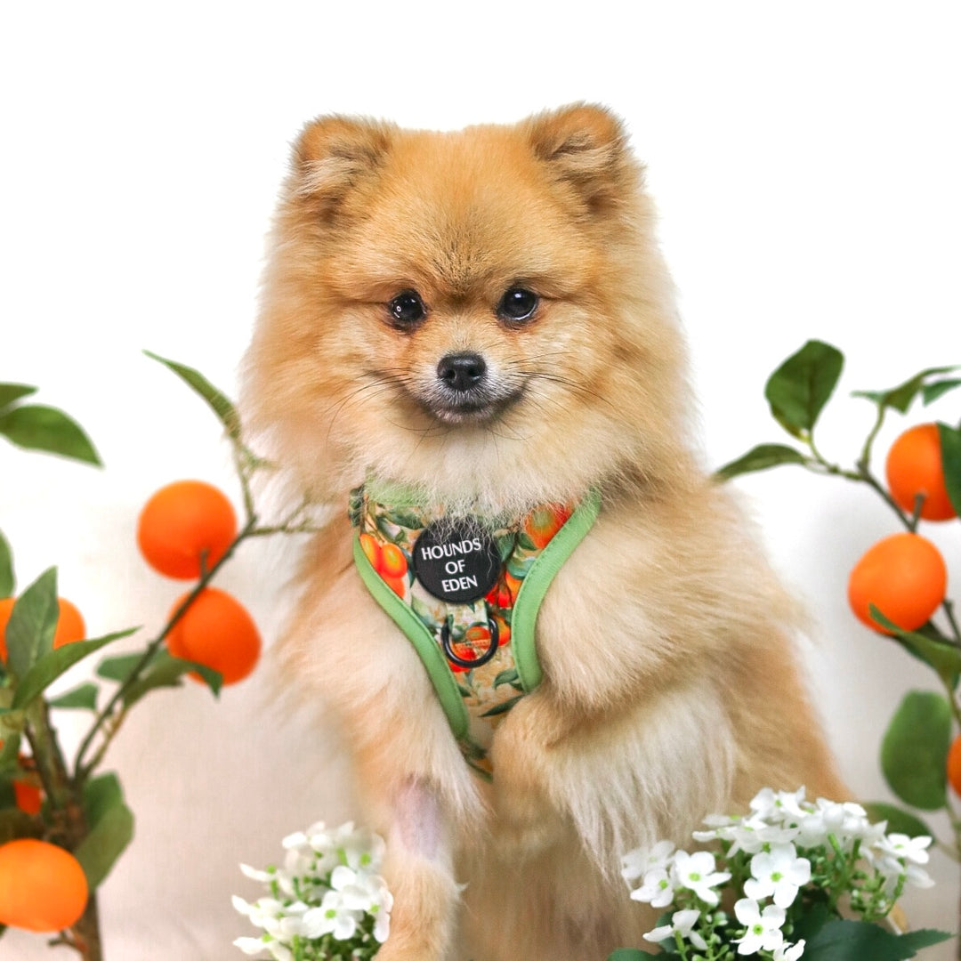 Etiqueta Para Mascotas Simply the Zest - Naranjas