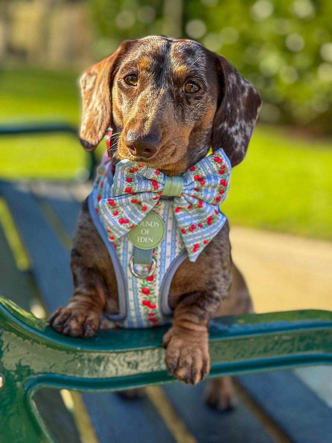 Eden's Orchard - Dog Collar + ID Tag Holder