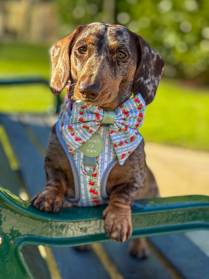 Eden's Orchard - Dog Sailor Bow Tie