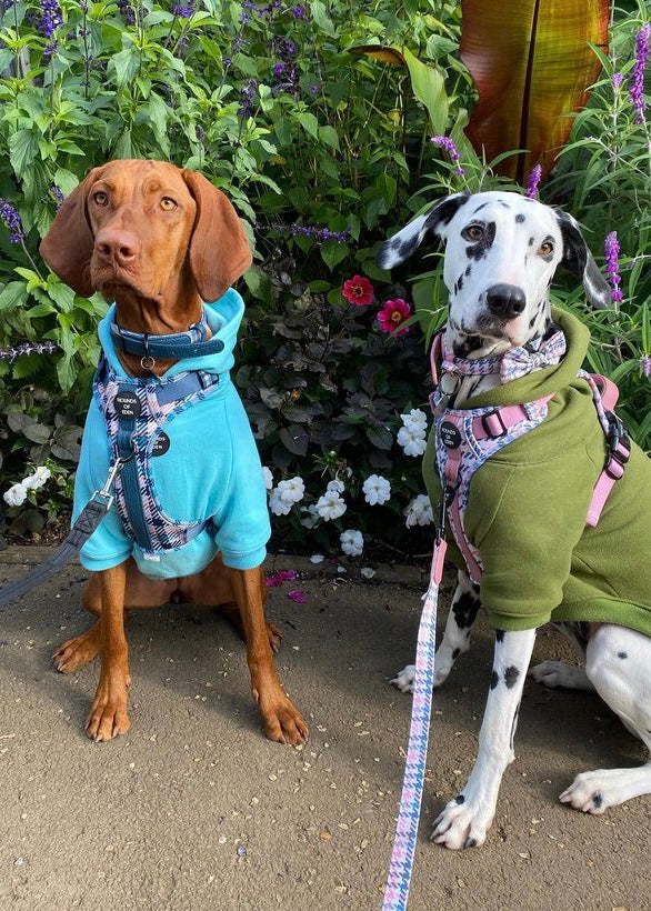 Sudadera con capucha para perro - Verde oliva