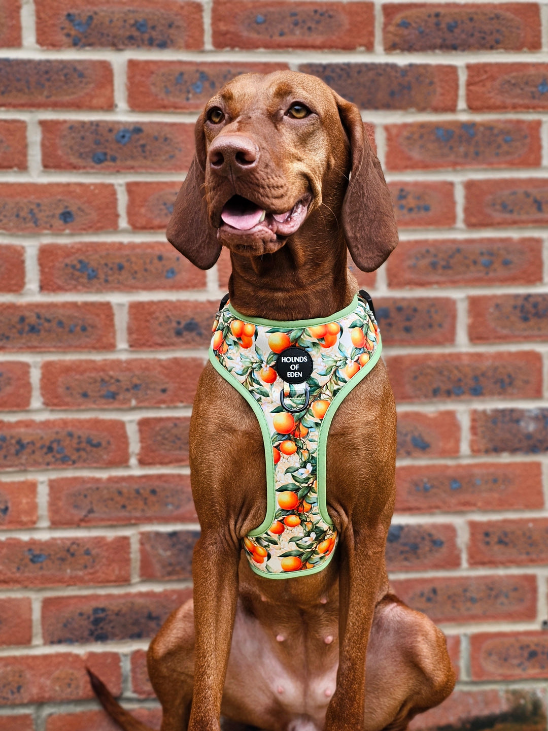 Simply the Zest - Oranges Poop/Treat Bag Holder