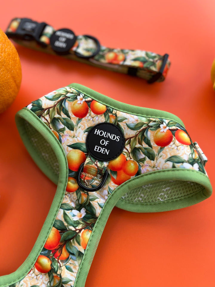 Simply the Zest - Oranges Dog Collar