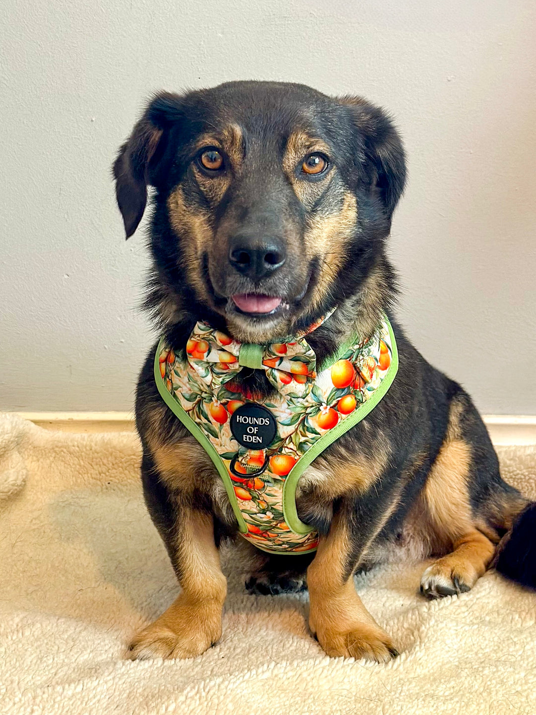 Simply the Zest - Oranges Dog Harness