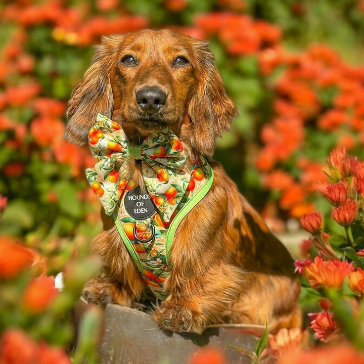 Simply the Zest - Arnés para perros naranjas