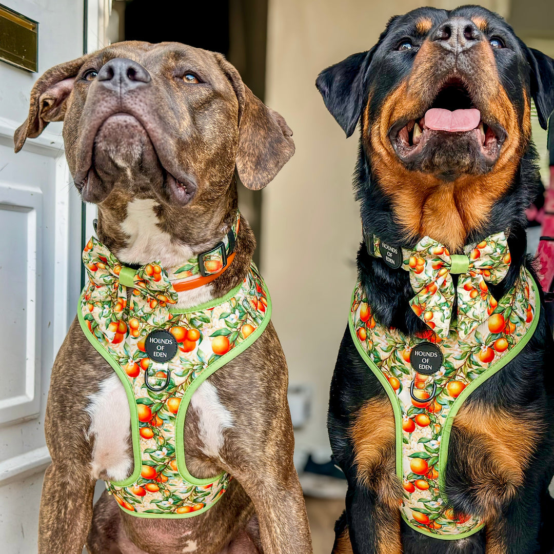 Simply the Zest - Collar para perros naranjas