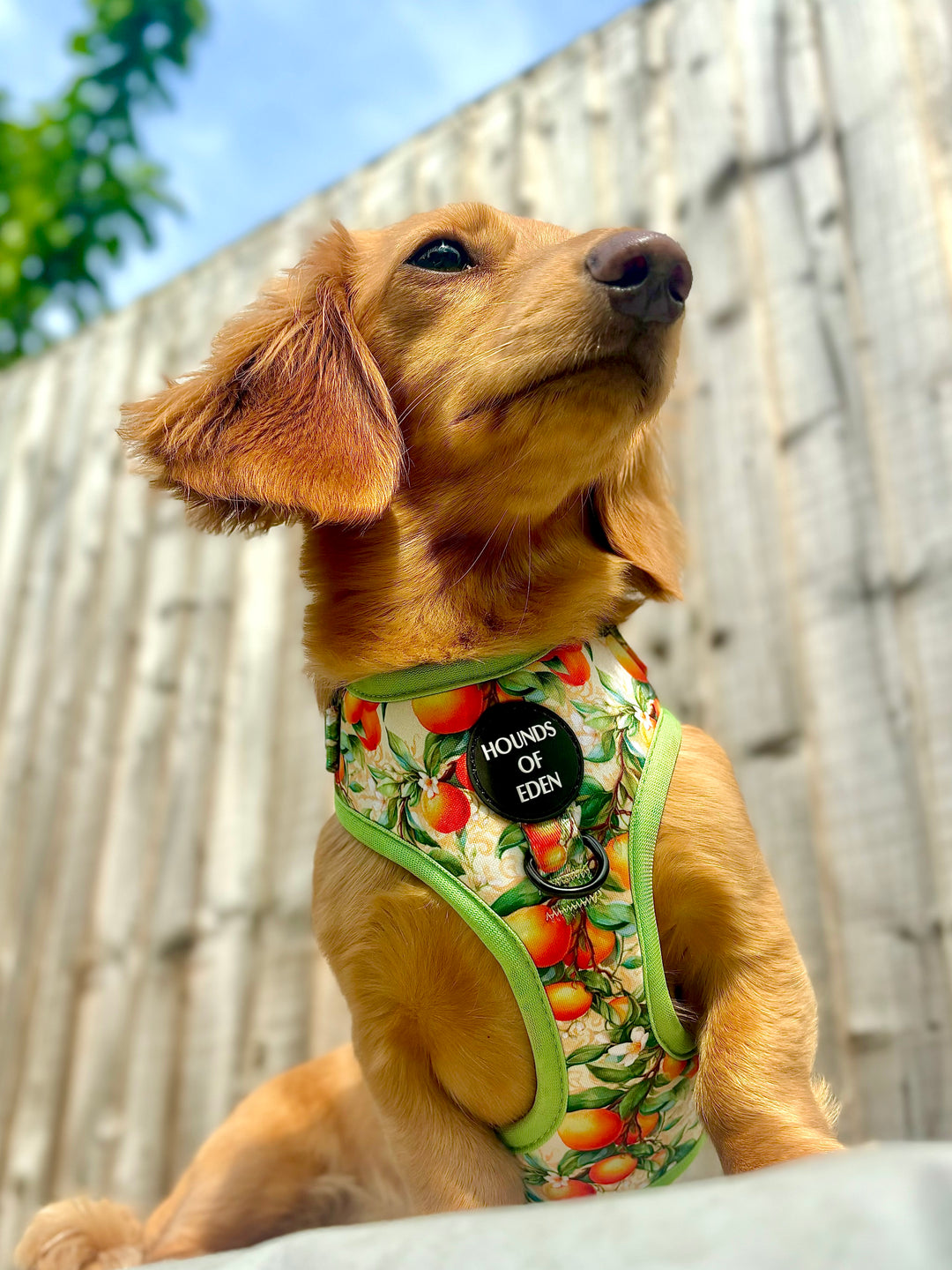 Simply the Zest - Collar para perros naranjas