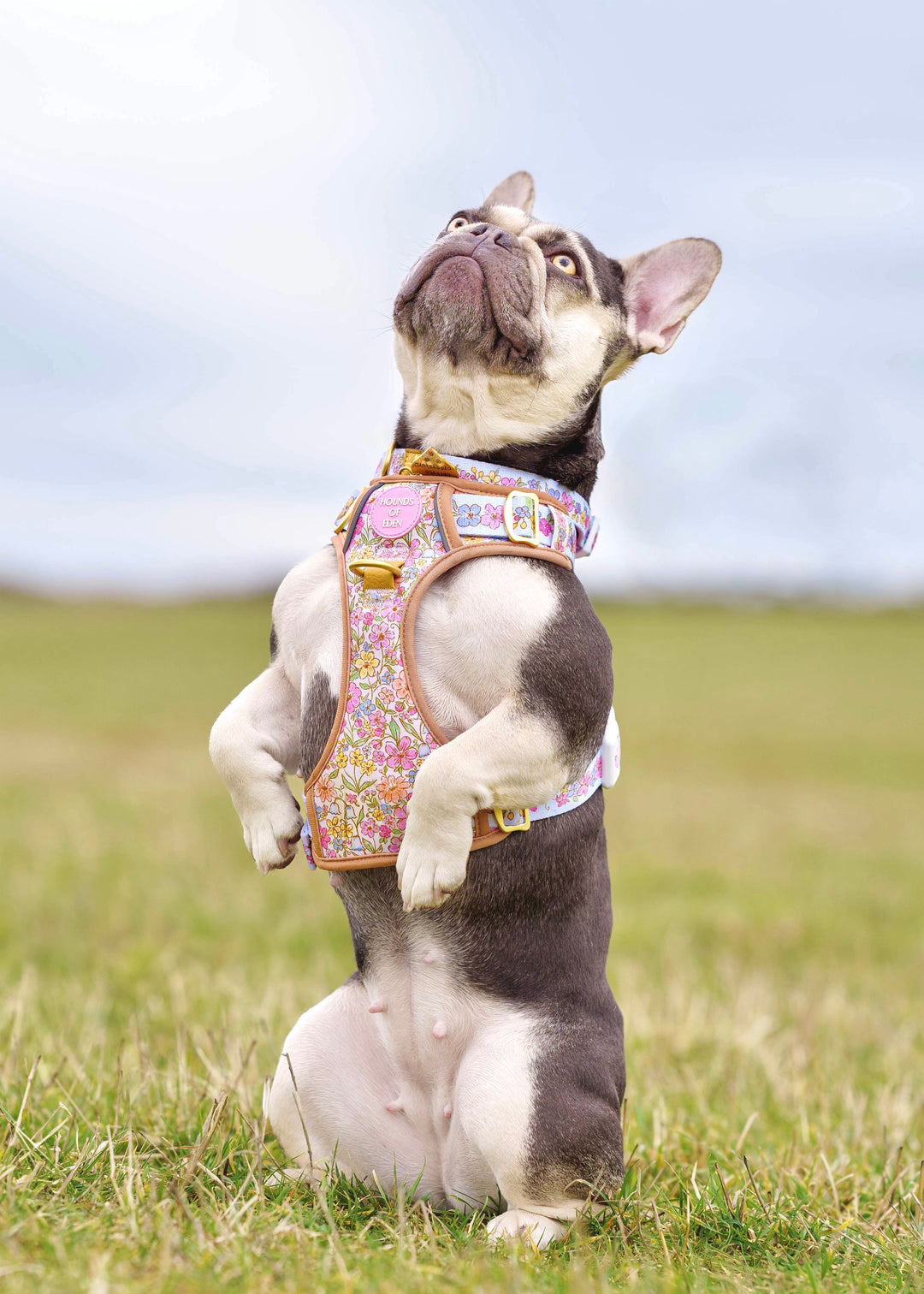 Pastel Petals - Dog Collar + ID Tag Holder