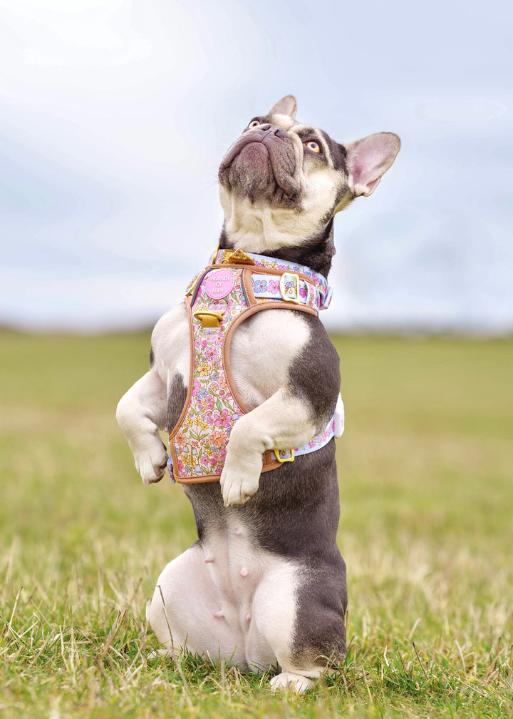 Pastel Petals - Supaw Strong™ Dog Harness (XS-XL)