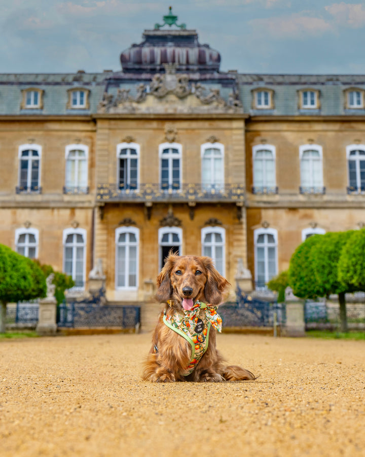 Simply the Zest - Oranges Dog Collar