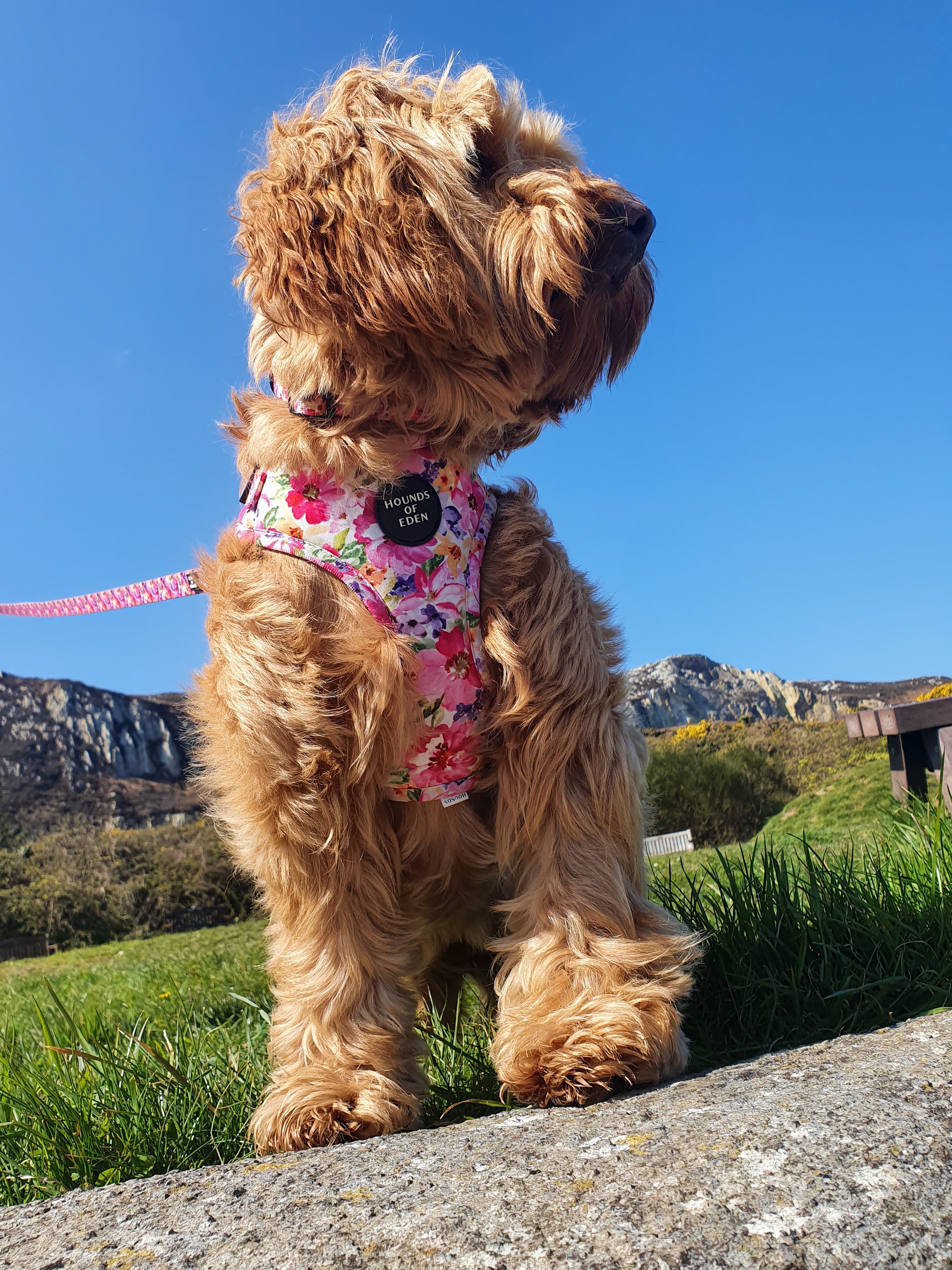 Florentina Floral Dog Harness