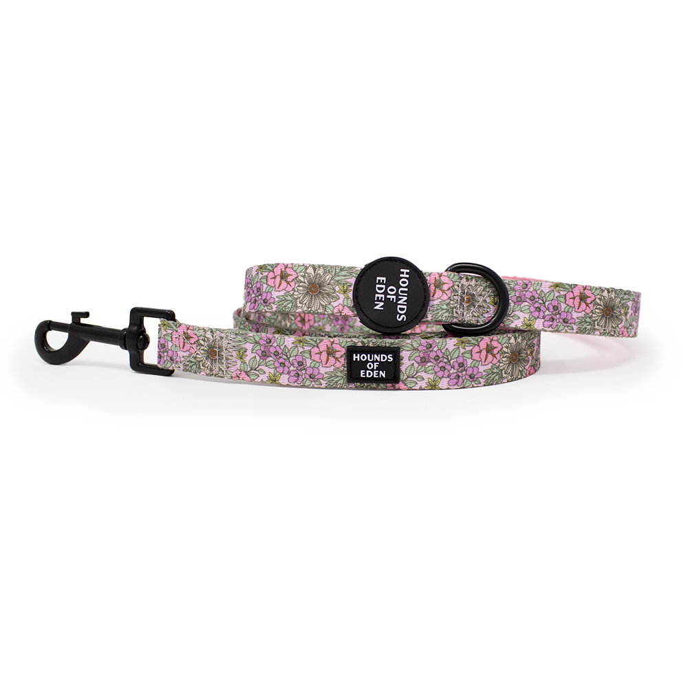 Hounds of eden dog collars hotsell