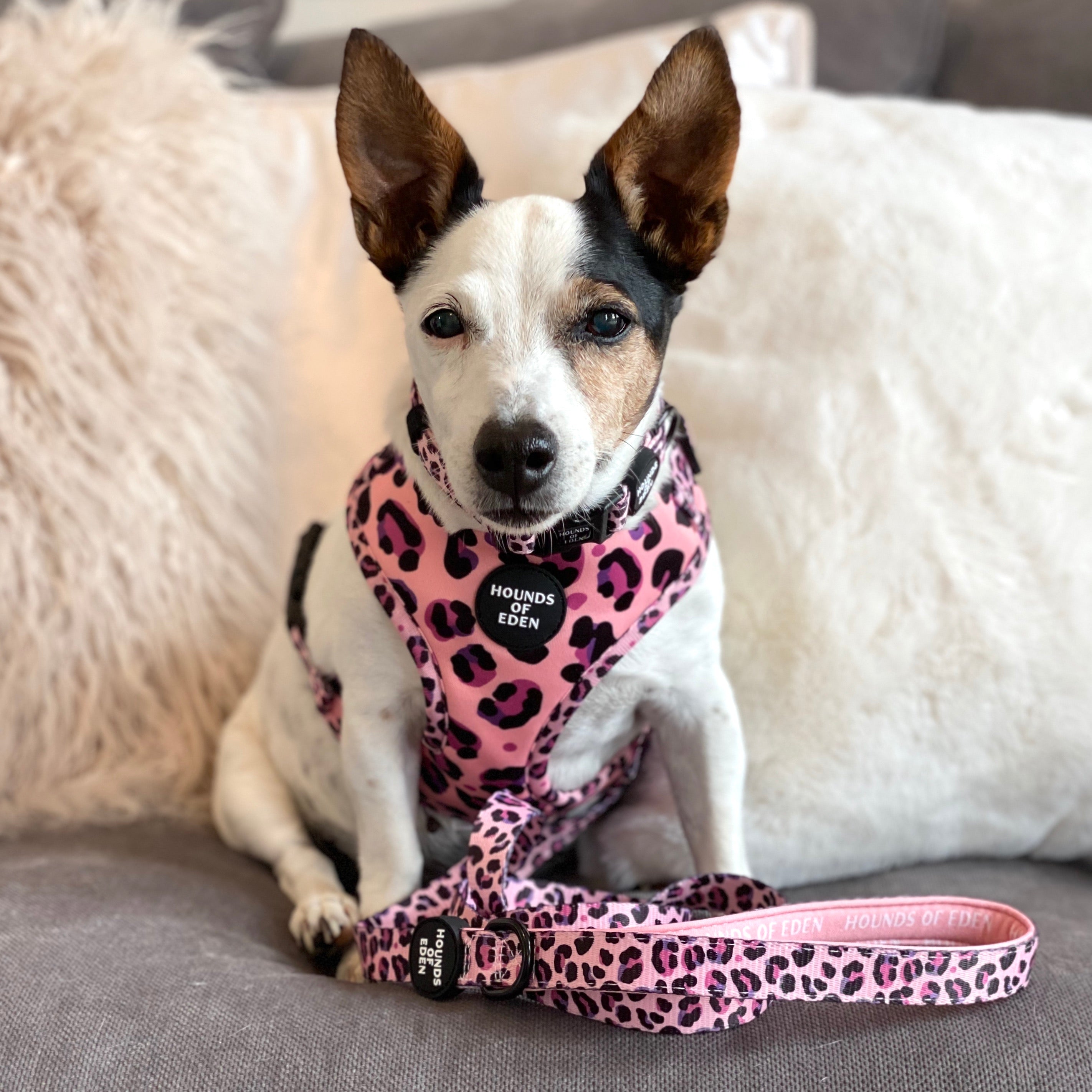 Lulu pink dog harness best sale