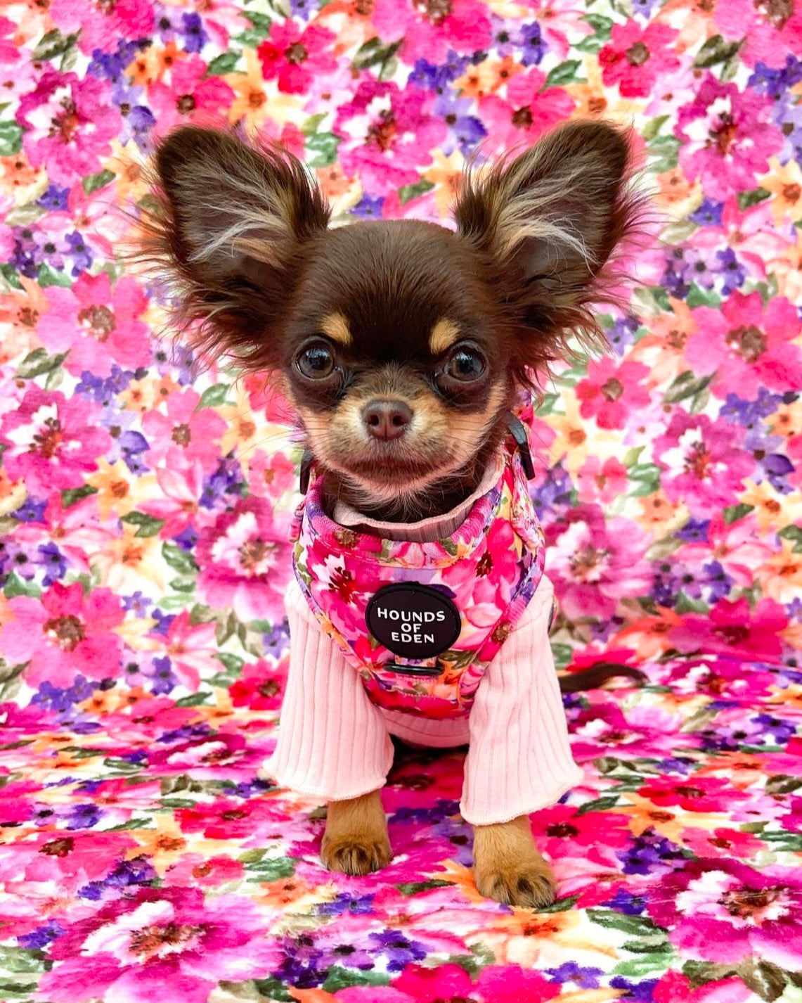 Floral dog outlet