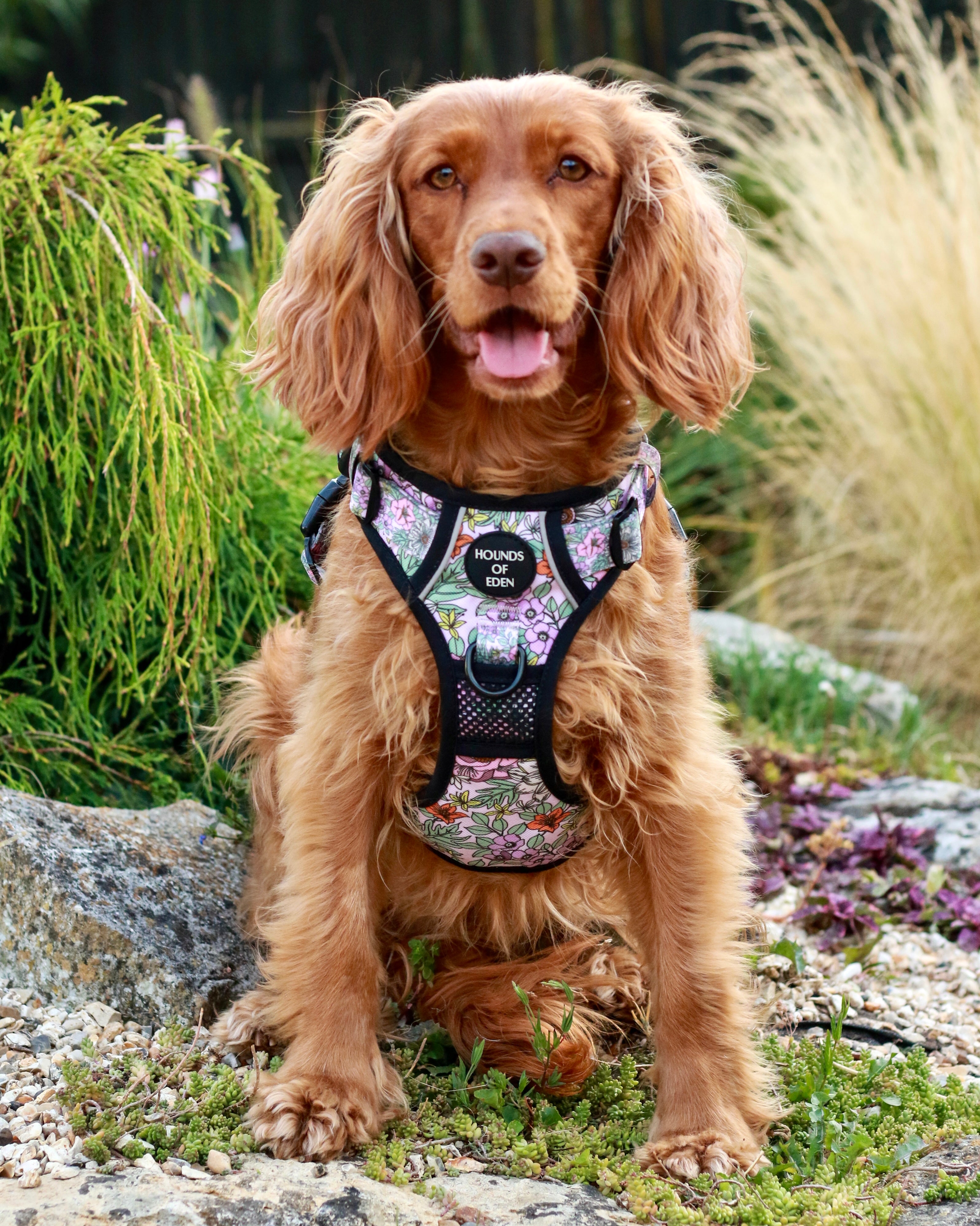 Dog hotsell utility harness