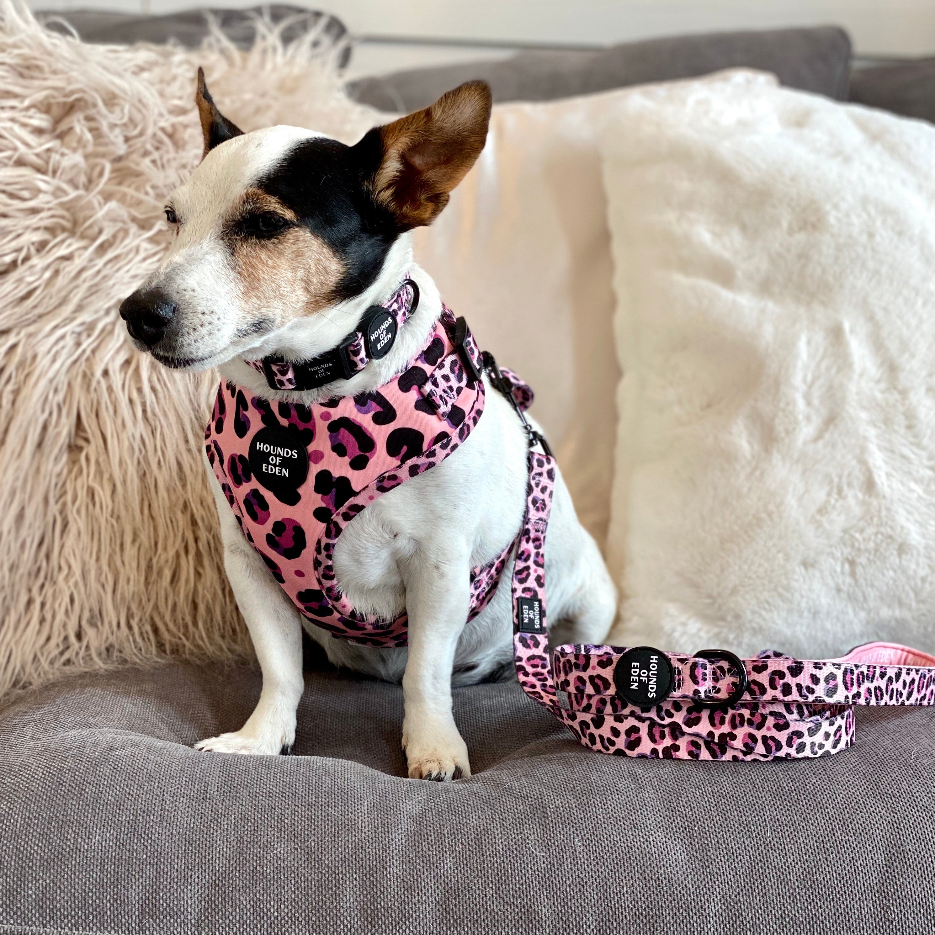 Leopard harness clearance for dogs