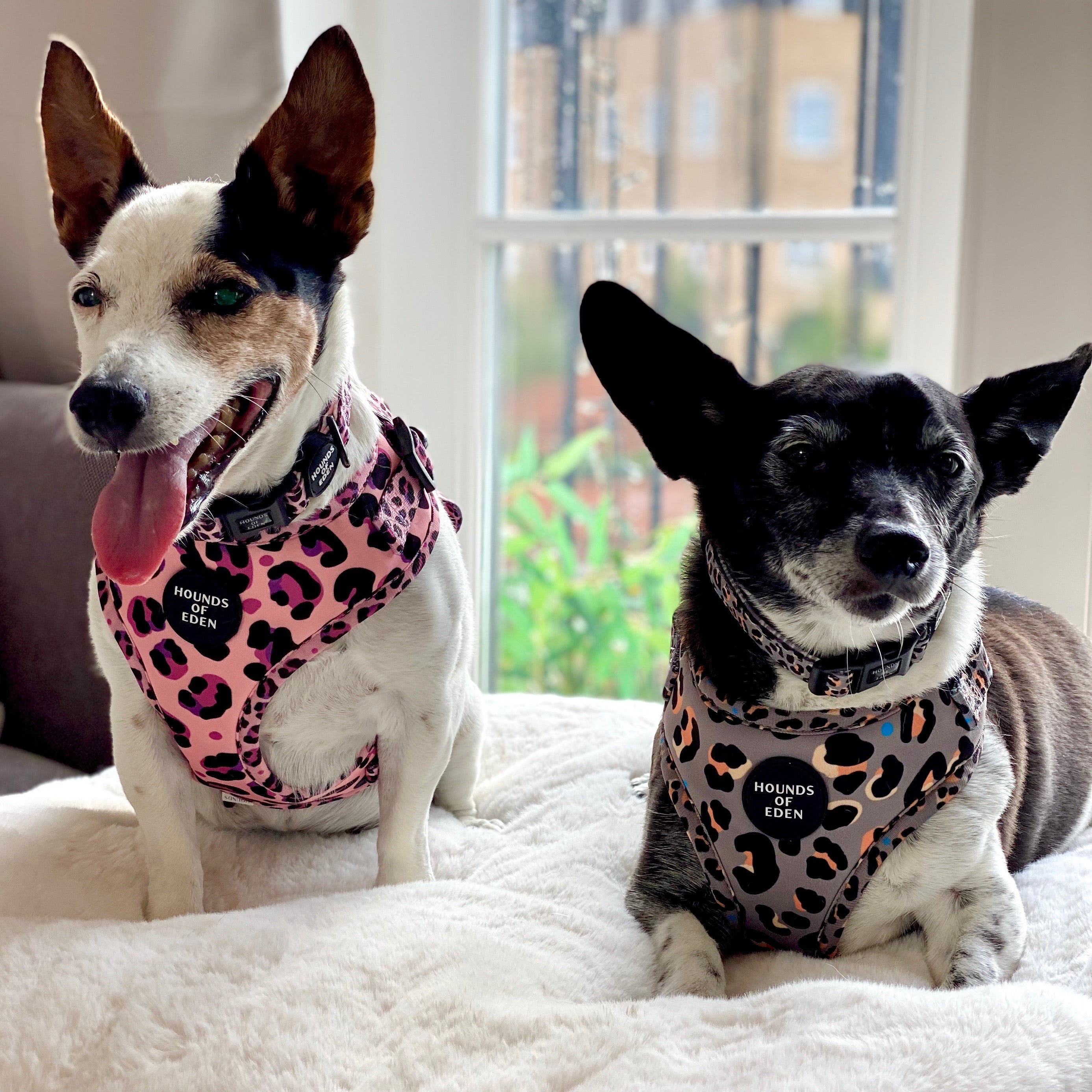 Blushing Leopard Pink Dog Collar