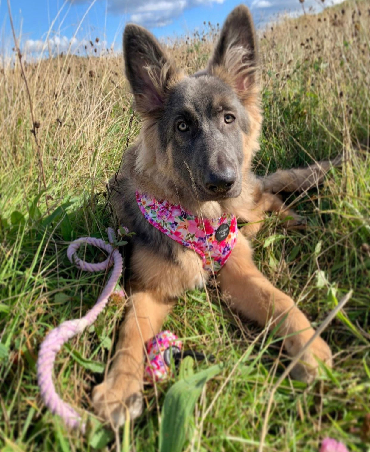 Flower dog harness best sale